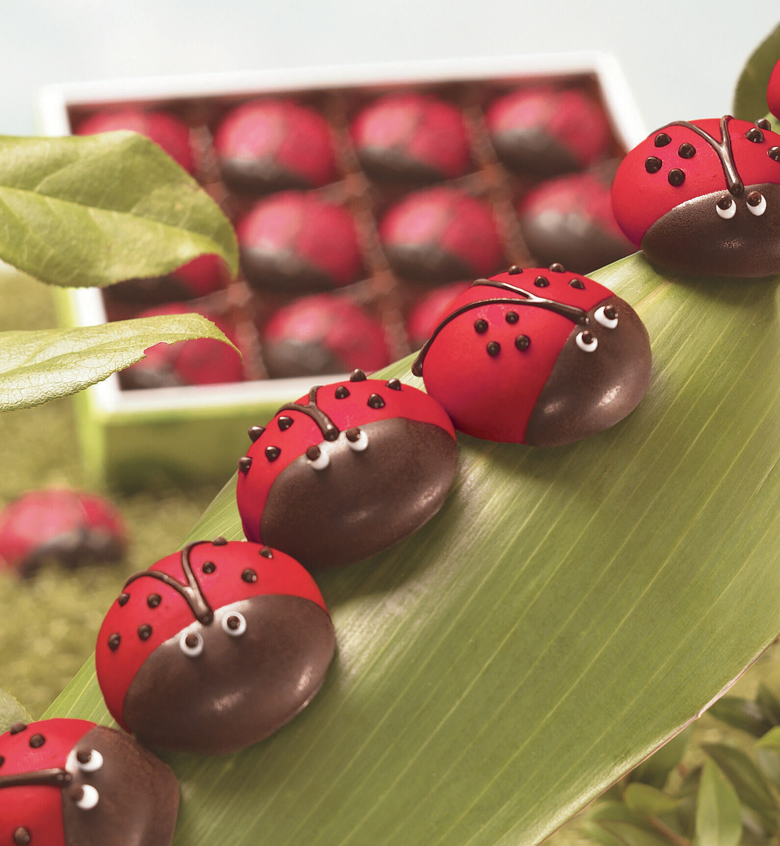 A box of 12 chocolate truffles hand decorated like ladybugs